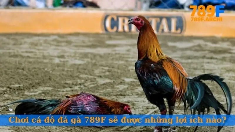 Chơi cá độ đá gà 789F sẽ được những lợi ích nào?