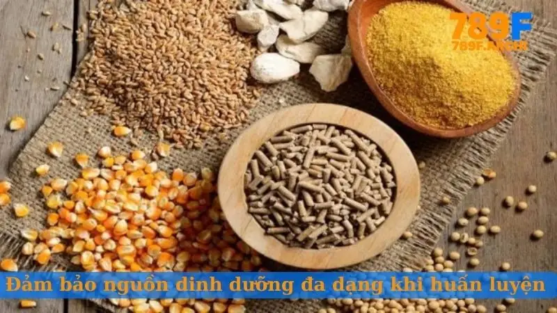 Đảm bảo nguồn dinh dưỡng đa dạng khi huấn luyện gà đá