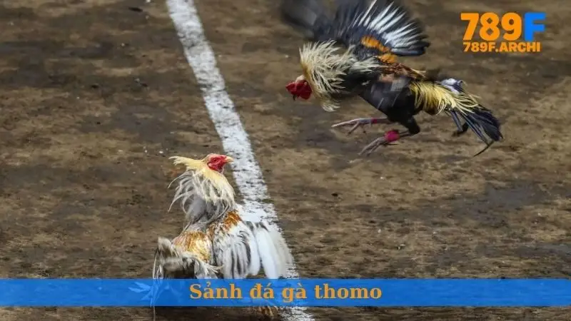 Sảnh đá gà thomo